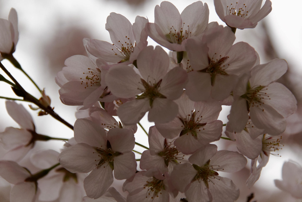 U of T Cherry Trees 5